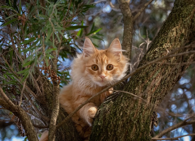 trees, outdoors, cats, animals, mammals
