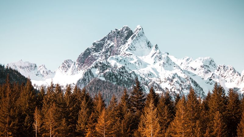 mountain, trees, forest, peak, snowy, cloudless sky, 4k