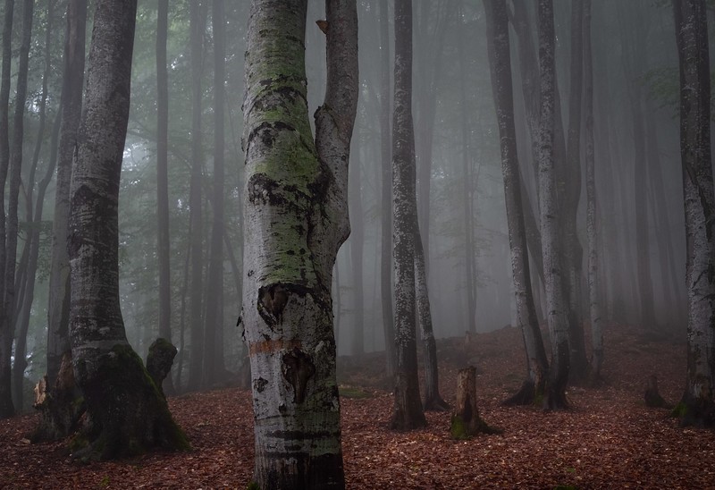 forest, wood, trees, fall, landscape, photography, mist, tree bark