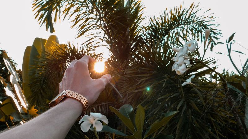 hand, sun, branches, leaves, 4k