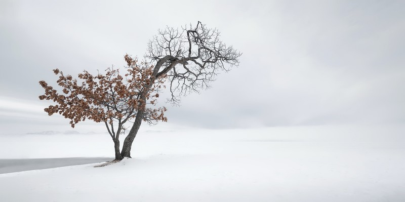 outdoors, winter, snow, trees