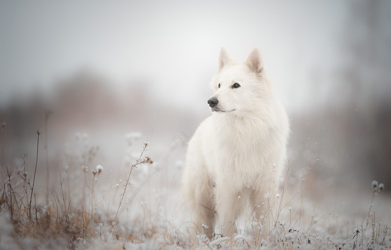 White German Shepherd, dog, landscape, animals