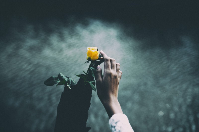 blossom, hands, flowers