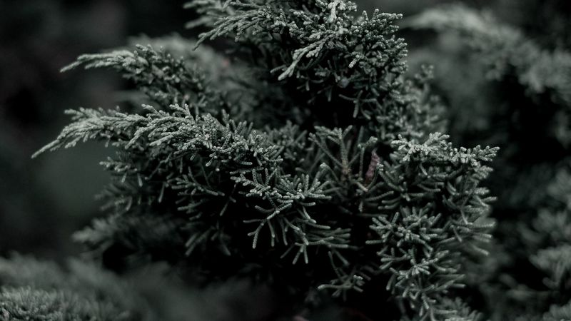 juniper, needles, evergreen, bush, branch, plant, 4k