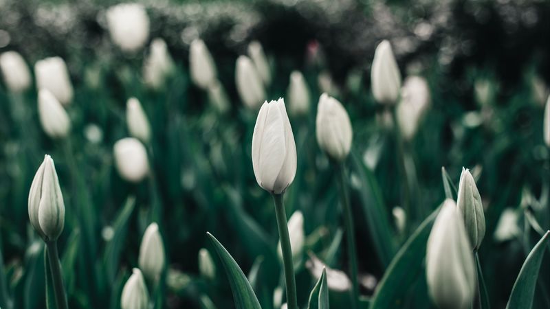 tulips, flowers, white, flowerbed, blooms, spring, 4k