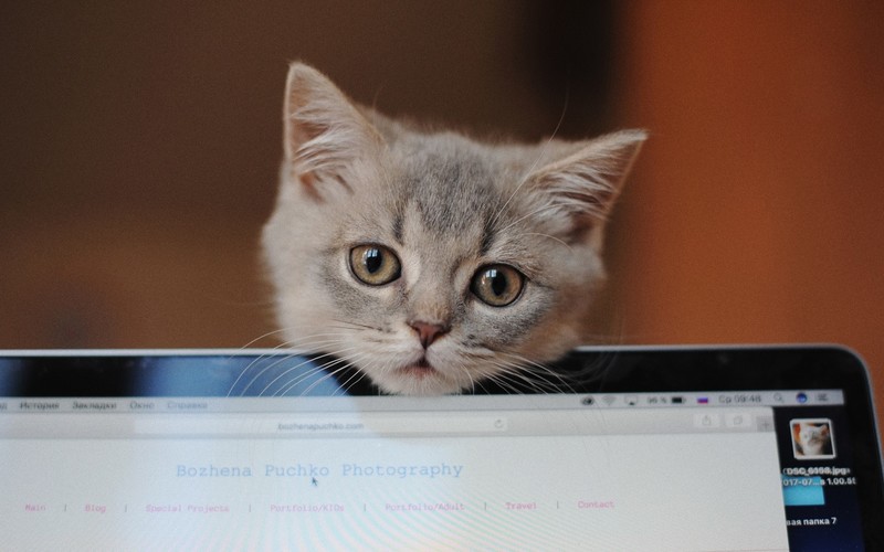 cats, closeup, looking at viewer, monitor, animal eyes, animal ears