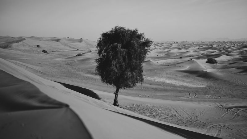 desert, tree, dunes, sand, lonely, bw, 4k