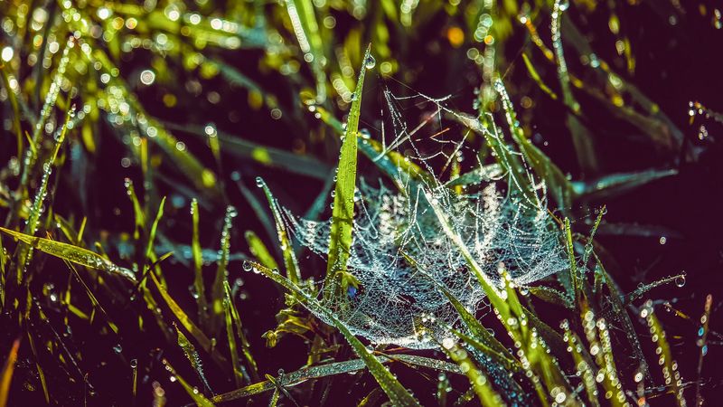 cobweb, grass, dew, drops, wet, early morning, 4k