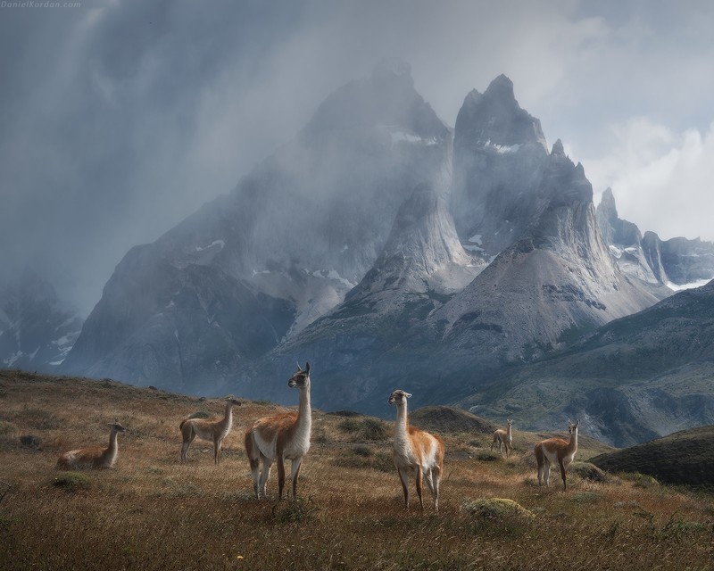 Daniel Kordan, landscape, mountains, clouds, animals, Patagonia, lama