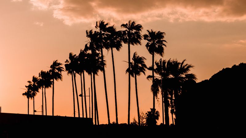 palm trees, twilight, outlines, dark, sky, clouds, 4k