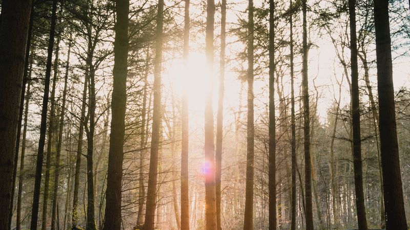 forest, sun, blinding, bright, glare, rays, trees, 4k