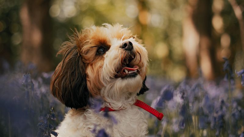 cavachon, dog, puppy, flowers, 4k