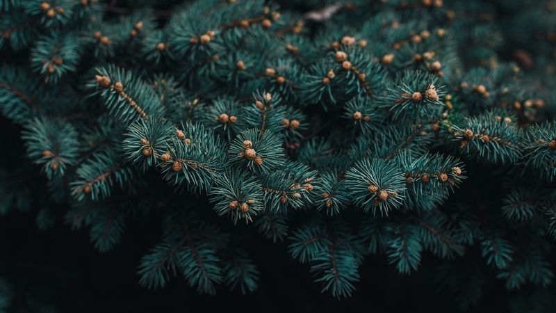 tree, branch, needles, evergreen, prickly, 4k