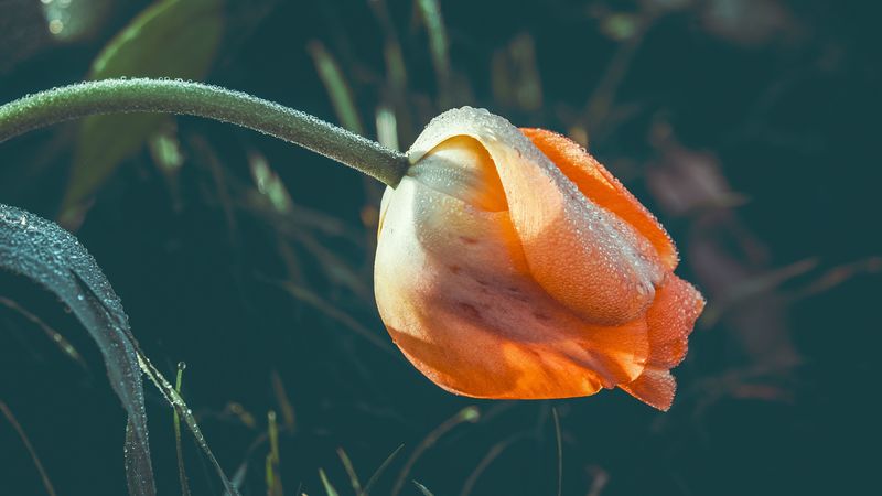tulip, flower, dew, wet, drops, yellow, 4k