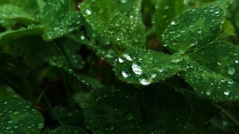 nature, clovers, water drops, rain, macro, bokeh