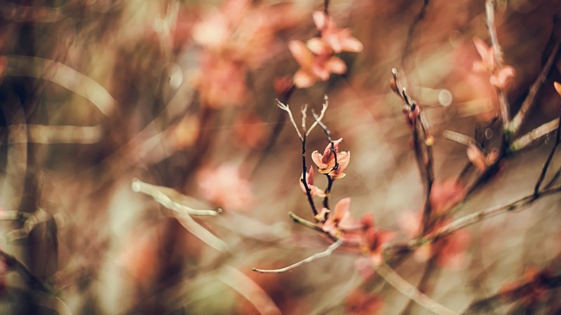 macro, nature, closeup, flowers, spring, outdoors, bokeh, photography