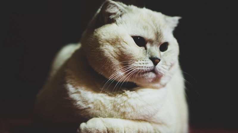 scottish fold, cat, white, pet, muzzle, glance, dark eyes, 4k