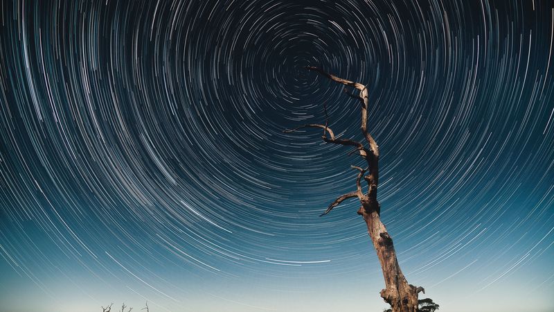 tree, starry sky, long exposure, stars, movement, kaleidoscope, 4k