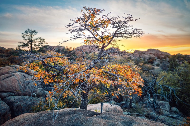 nature, rock, plants, trees