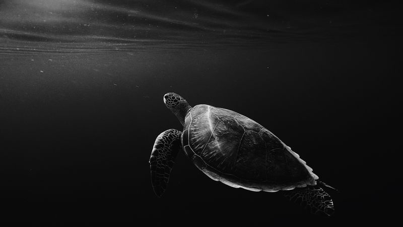 turtle, under water, swim, depth, bw, 4k
