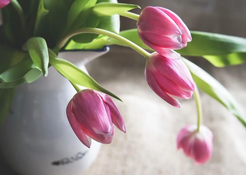 plants, flowers, tulips