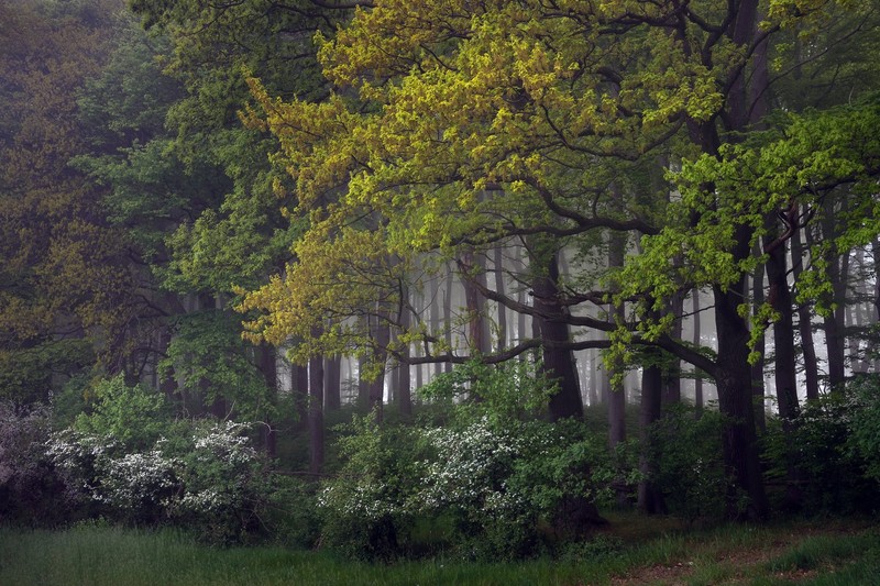 outdoors, trees, plants, forest