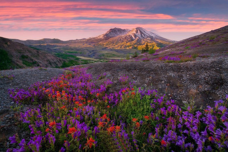 landscape, colorful, nature, plants, flowers, sunrise