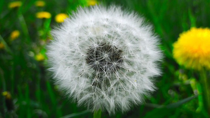 nature, plants, macro, bokeh, dandelion