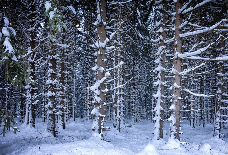 trees, plants, cold, snow, outdoors, winter