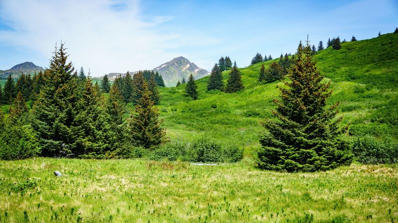 mountain, peak, trees, hills, 4k