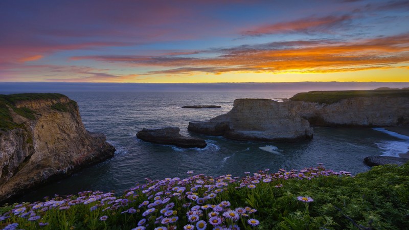 nature, landscape, sunset, dawn, sea, rocks, wildflowers, sky, clouds, Shark Fin Cove, California, USA