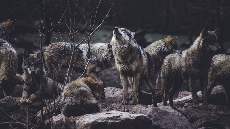 wolves, predators, flock, wildlife, gray, howl, 4k