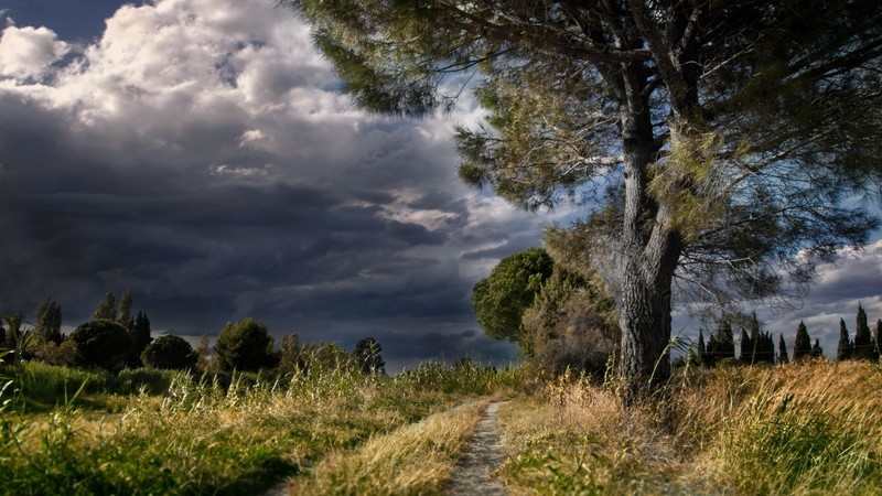 trees, plants, sky, clouds, outdoors