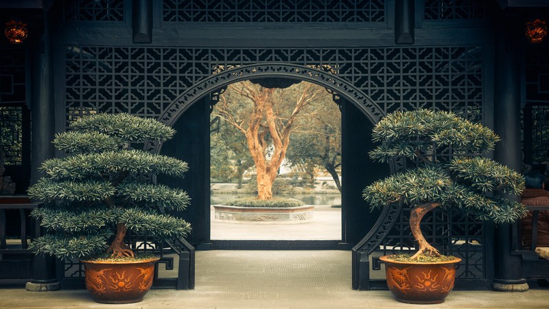 China, plants, trees, bonsai, Asian architecture, doorways, symmetry, peaceful