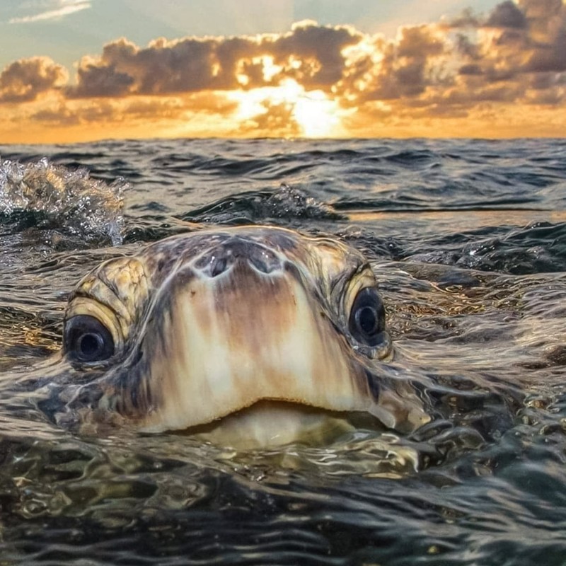 turtle, water, waves, sky, clouds, sunrise, sunset, eyes, sea, head