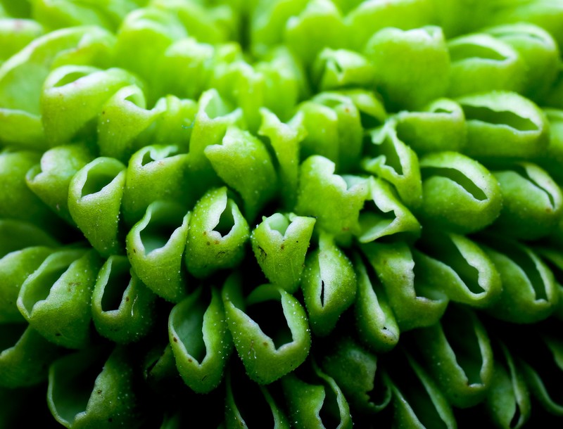 macro, plant pot, plants, green
