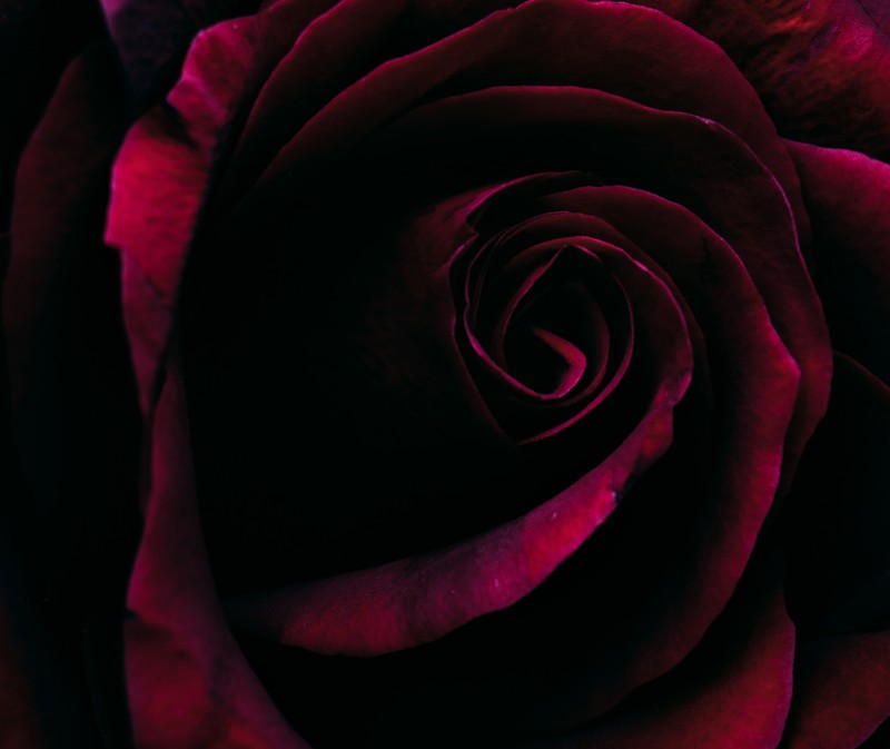 macro, rose, flowers, plants