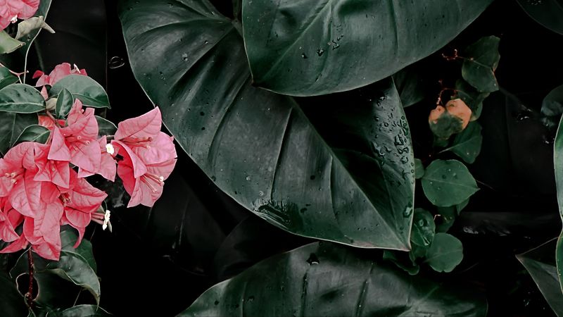 plant, leaves, flowers, inflorescences, exotic, green, glossy, 4k