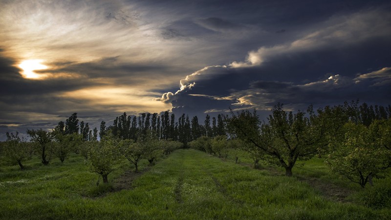 nature, landscape, sky, clouds, trees, grass, orchards, storm