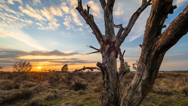 nature, landscape, sunset, sky, clouds, tree trunk, dry grass, Netherlands
