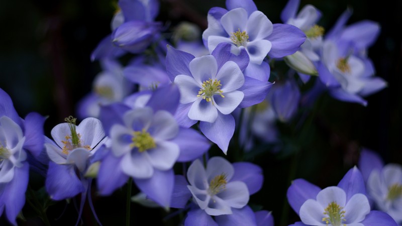 colorful, flowers, purple flowers, plants