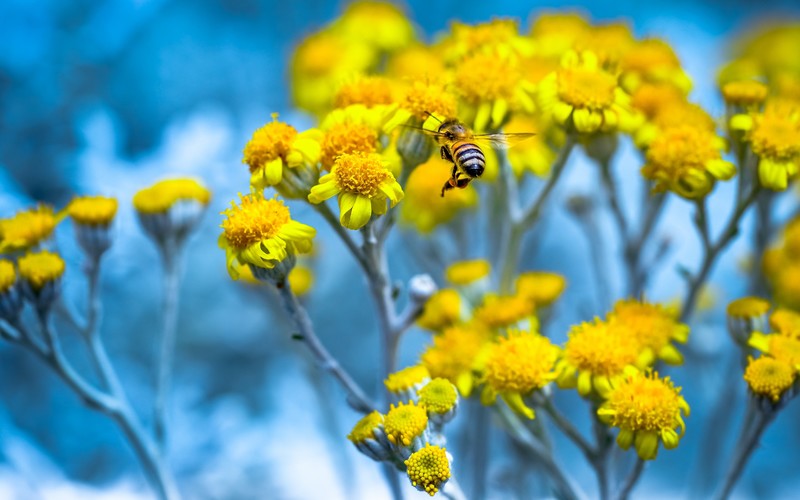 colorful, flowers, insect, animals, yellow flowers, plants