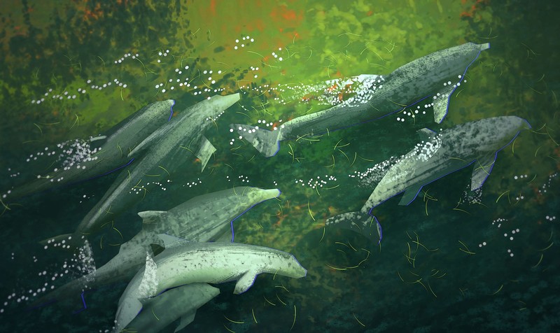 Henry Wong, concept art, digital art, field, flowers, dog, dolphin, water, sea, shoal of fish, illustration