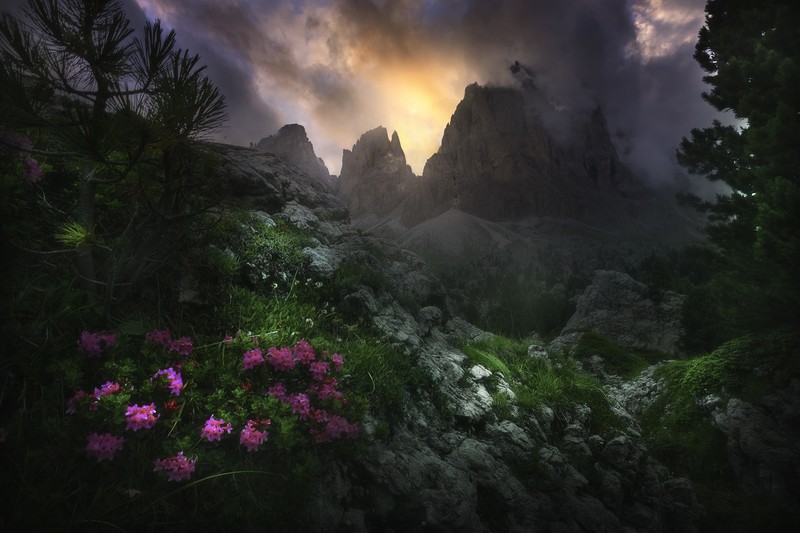 dark, nature, flowers, plants, mountains