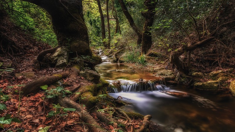 nature, landscape, forest, stream, trees