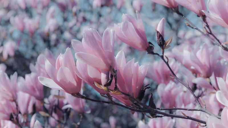 magnolia, plants, colorful