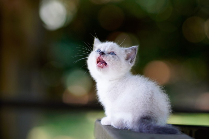 kittens, animals, mammals, cats