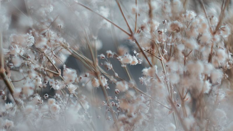 flower, plant, blur, bush, blooms, white, branched, 4k