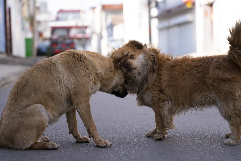 dog, animals, mammals