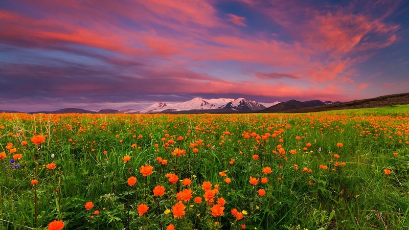 nature, landscape, clouds, sky, field, flowers, orange flowers, plants, sunset, mountains, snowy mountain, Russia, far view